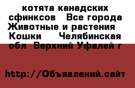 котята канадских сфинксов - Все города Животные и растения » Кошки   . Челябинская обл.,Верхний Уфалей г.